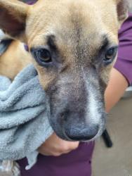 Shelter Stray Female Dog last seen Near University Boulevard, North Charleston, SC, 2455 Remount Rd, North Charleston, SC 29406, USA