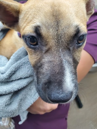 Shelter Stray Female Dog last seen Near University Boulevard, North Charleston, SC, 2455 Remount Rd, North Charleston, SC 29406, USA