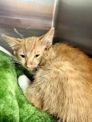 Shelter Stray Male Cat last seen Mountain Creek Church Rd 29684, Anderson County, SC, 1320 US-29, Anderson, SC 29626, USA