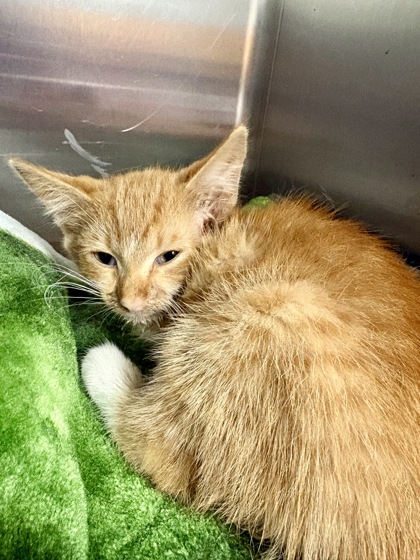 Shelter Stray Male Cat last seen Mountain Creek Church Rd 29684, Anderson County, SC, 1320 US-29, Anderson, SC 29626, USA