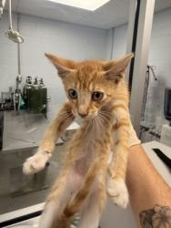Shelter Stray Male Cat last seen Near Jonestown Road, Dover, NC, 1639 Old Airport Rd, New Bern, NC 28562, USA