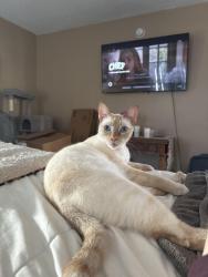 Reunited Male Cat last seen Lafayette Park, Los Angeles, CA 90057
