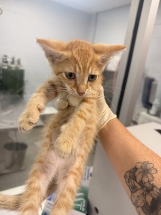 Shelter Stray Male Cat last seen Near Jonestown Road, Dover, NC, 1639 Old Airport Rd, New Bern, NC 28562, USA