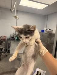 Shelter Stray Female Cat last seen Near Jonestown Road, Dover, NC, 1639 Old Airport Rd, New Bern, NC 28562, USA