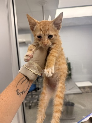 Shelter Stray Male Cat last seen Near Jonestown Road, Dover, NC, 1639 Old Airport Rd, New Bern, NC 28562, USA