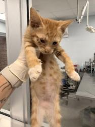Shelter Stray Male Cat last seen Near Jonestown Road, Dover, NC, 1639 Old Airport Rd, New Bern, NC 28562, USA