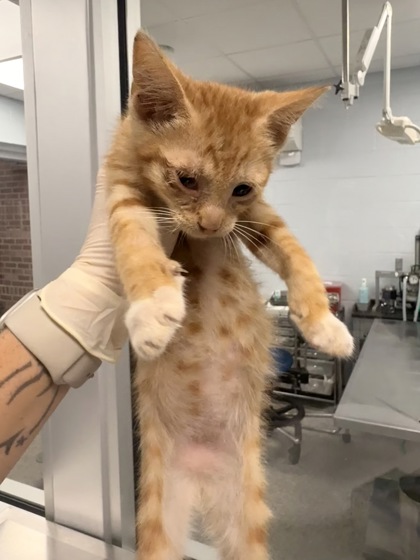 Shelter Stray Male Cat last seen Near Jonestown Road, Dover, NC, 1639 Old Airport Rd, New Bern, NC 28562, USA
