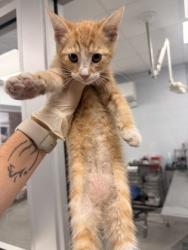 Shelter Stray Unknown Cat last seen Near Jonestown Road, Dover, NC, 1639 Old Airport Rd, New Bern, NC 28562, USA