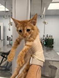 Shelter Stray Unknown Cat last seen Near Jonestown Road, Dover, NC, 1639 Old Airport Rd, New Bern, NC 28562, USA