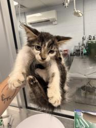 Shelter Stray Male Cat last seen Jonestown Road Dover, Dover, NC, 1639 Old Airport Rd, New Bern, NC 28562, USA