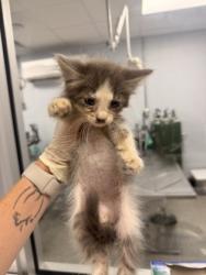 Shelter Stray Female Cat last seen Jonestown Road Dover, Dover, NC, 1639 Old Airport Rd, New Bern, NC 28562, USA