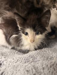 Shelter Stray Male Cat last seen Jonestown Road Dover, Dover, NC, 1639 Old Airport Rd, New Bern, NC 28562, USA