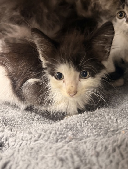 Shelter Stray Male Cat last seen Jonestown Road Dover, Dover, NC, 1639 Old Airport Rd, New Bern, NC 28562, USA