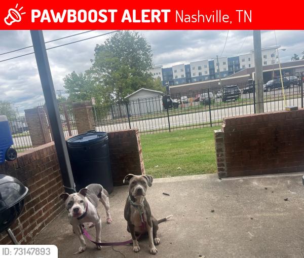 Lost Female Dog last seen fire department, Nashville, TN 37206