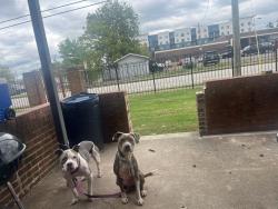 Lost Female Dog last seen fire department, Nashville, TN 37206