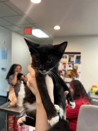 Shelter Stray Female Cat last seen Outside home, Memphis, TN, 935 Farm Rd, Memphis, TN 38134, USA