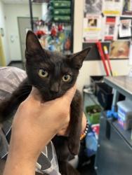 Shelter Stray Male Cat last seen Outside home, Memphis, TN, 935 Farm Rd, Memphis, TN 38134, USA