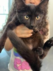 Shelter Stray Female Cat last seen Outside home, Memphis, TN, 935 Farm Rd, Memphis, TN 38134, USA