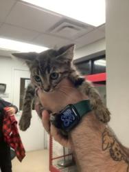 Shelter Stray Male Cat last seen Near S Freeway, South District, TX, 355 Hillshire Dr, Haslet, TX 76052, USA