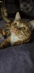 Reunited Male Cat last seen Foskette road.munster road, Greater London, England SW6 4LR