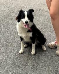 Reunited Female Dog last seen Near Aphelion Cove, San Antonio, TX 78252, USA, San Antonio, TX 78252
