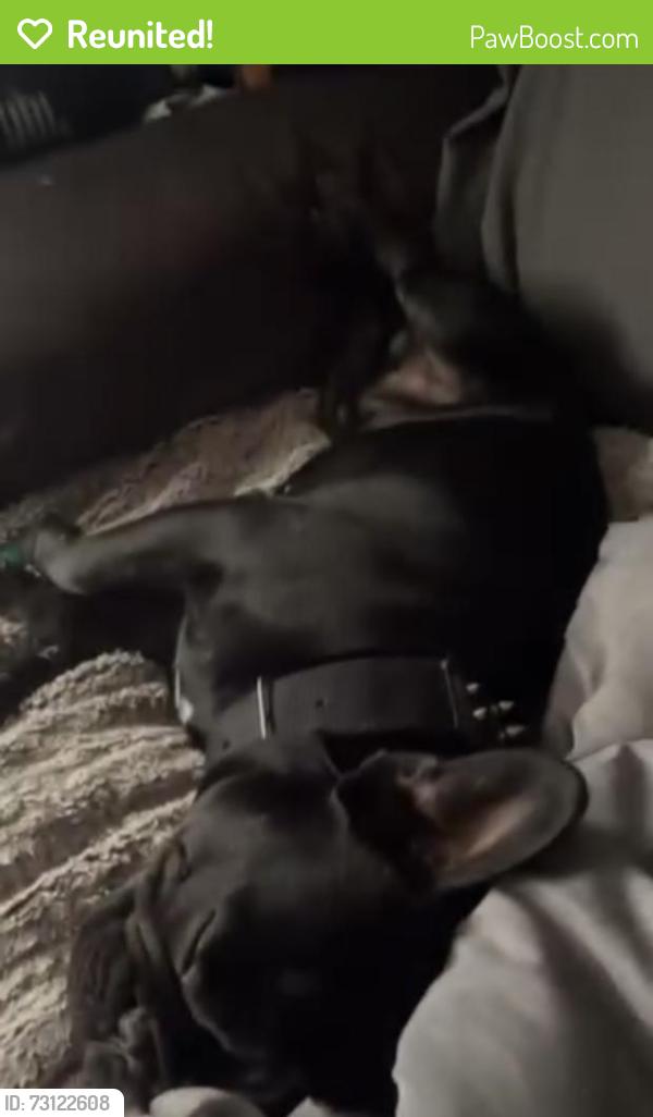 Reunited Male Dog last seen Near trailer park, Las Cruces, NM 88001