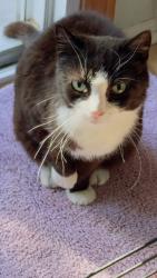 Reunited Female Cat last seen Daisy Way and Primrose Lane, Paramus, NJ 07652