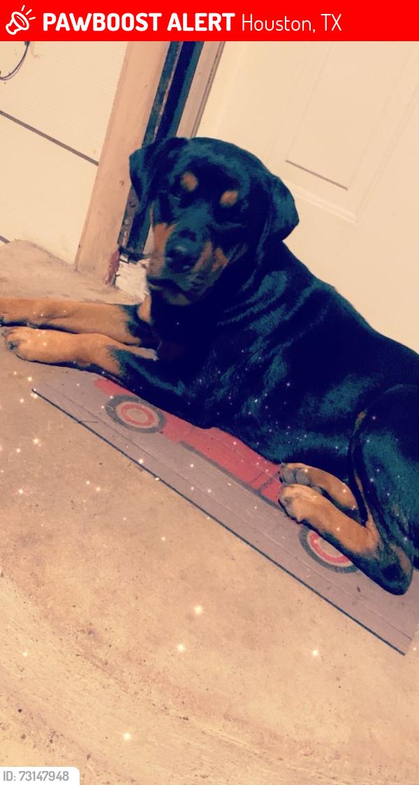 Lost Female Dog last seen Margaret st, Houston, TX 77093