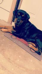 Lost Female Dog last seen Margaret st, Houston, TX 77093