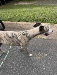Reunited Female Dog last seen Mayfield Circle Heritage lane, Alpharetta, GA 30009