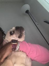 Reunited Female Dog last seen cypress apartments, Greensboro, NC 27409