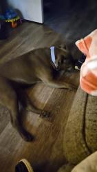 Lost Female Dog last seen Near Biggs drive black mountain, Black Mountain, NC 28711