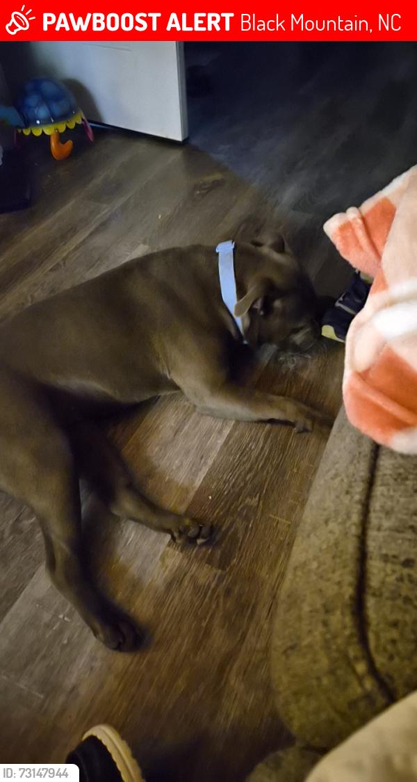 Lost Female Dog last seen Near Biggs drive black mountain, Black Mountain, NC 28711