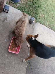 Found/Stray Male Dog last seen Near helmick ave, Fort Worth, TX 76107