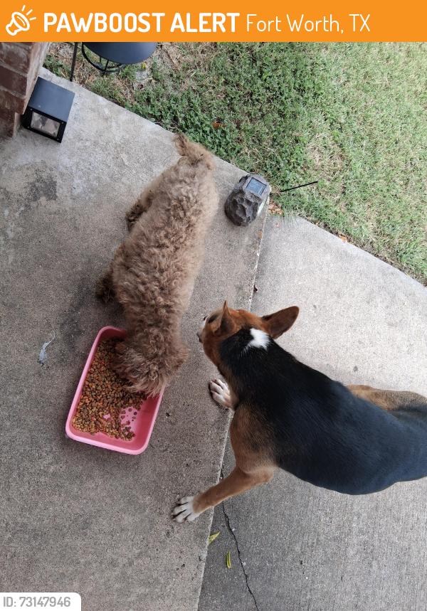 Found/Stray Male Dog last seen Near helmick ave, Fort Worth, TX 76107