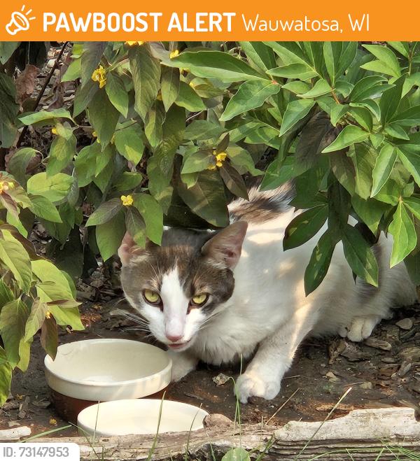 Found/Stray Unknown Cat last seen N 68th & State Streets, Wauwatosa, WI 53213
