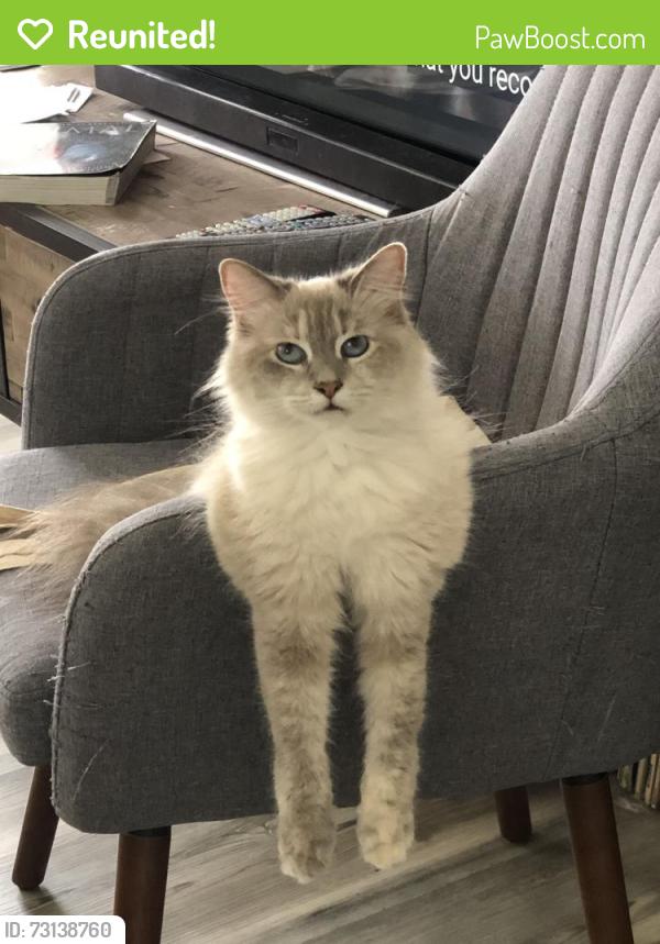 Reunited Female Cat last seen S Concord & Lanfranco, Los Angeles, CA 90063
