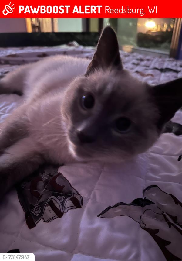 Lost Male Cat last seen E9450a Dellwood rd, Reedsburg, WI 53959