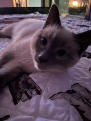 Lost Male Cat last seen E9450a Dellwood rd, Reedsburg, WI 53959