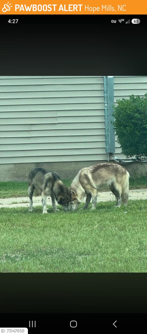 Found/Stray Unknown Dog last seen Lewis and Clark. Pioneer Point neighborhood, Hope Mills, NC 28348