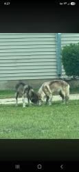 Found/Stray Unknown Dog last seen Lewis and Clark. Pioneer Point neighborhood, Hope Mills, NC 28348