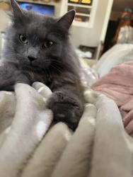 Lost Male Cat last seen Azalea street, Mobile, AL 36693