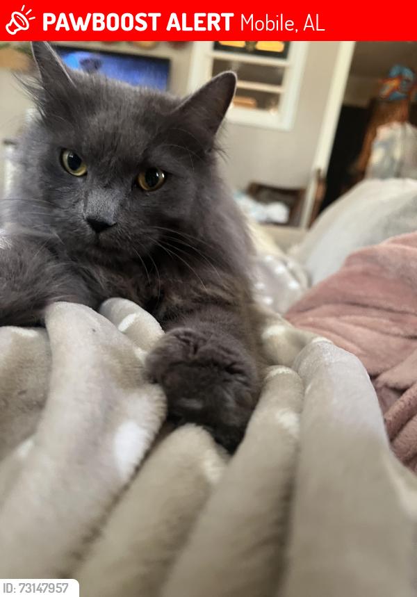 Lost Male Cat last seen Azalea street, Mobile, AL 36693