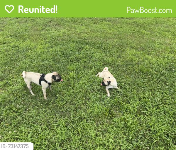 Reunited Male Dog last seen Canyon Ridge, Nashville, TN 37013