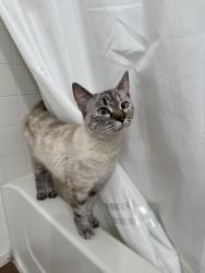 Found/Stray Female Cat last seen Fort Apache between Spring Mountain and Twain/ Venicia Apts, Las Vegas, NV 89147