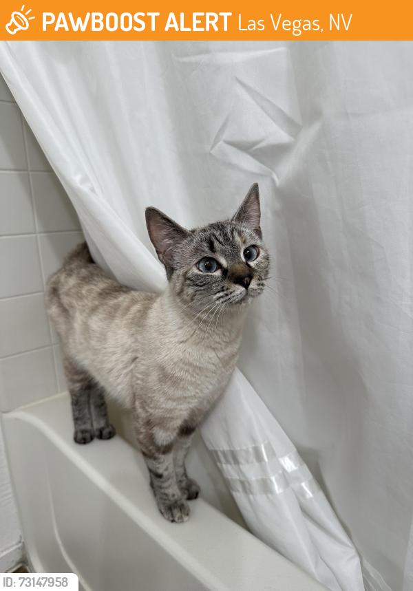Found/Stray Female Cat last seen Fort Apache between Spring Mountain and Twain/ Venicia Apts, Las Vegas, NV 89147