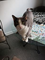 Lost Male Cat last seen Irwin & Sylviawood, Park Ridge, IL 60068