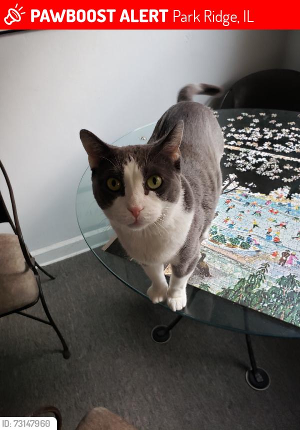 Lost Male Cat last seen Irwin & Sylviawood, Park Ridge, IL 60068