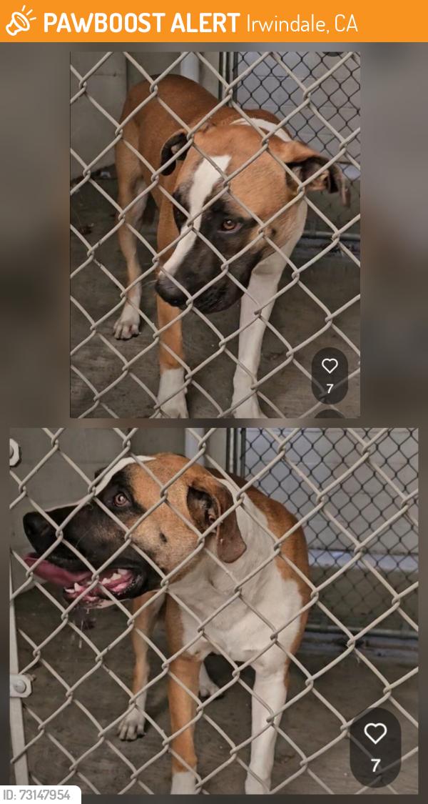 Found/Stray Male Dog last seen Near Schabarum Ave, Irwindale, CA 91706, Irwindale, CA 91706