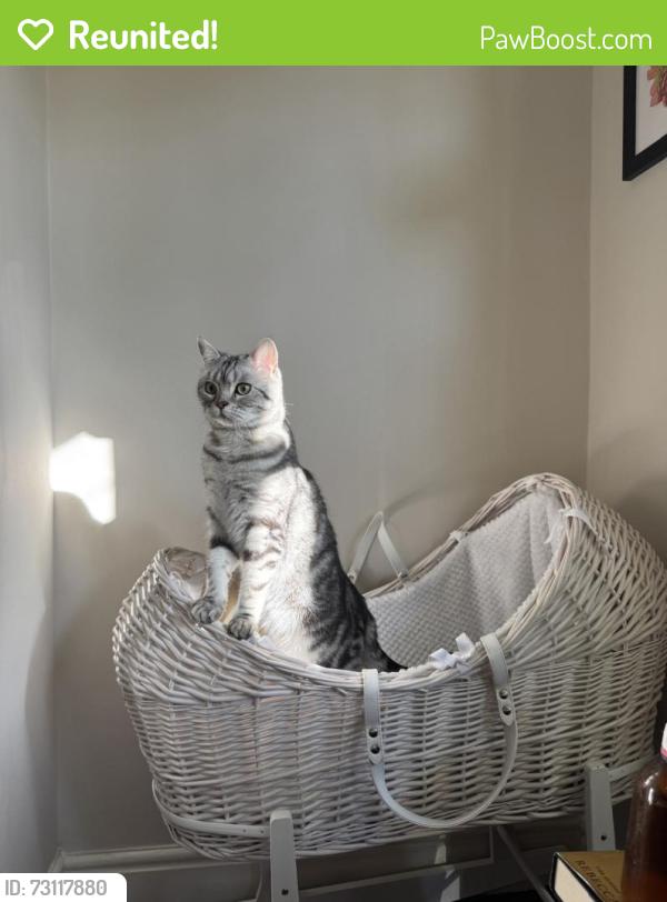 Reunited Female Cat last seen Old swan, Old Swan, England 